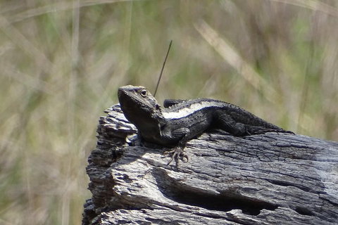 Inside The Greater Blue Mountains World Heritage - A Private Wildlife Safari Overnight - Attractions Brisbane 2