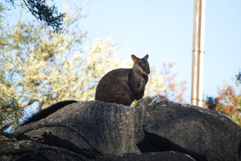 The Explorers' Discovery Tour - Gold, Wine & Wildlife - Attractions Brisbane 4