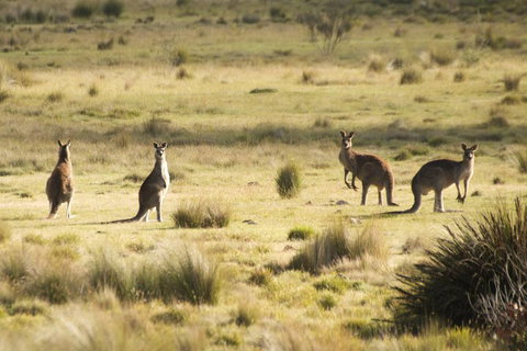 The Explorers' Discovery Tour - Gold, Wine & Wildlife - Attractions Brisbane 5