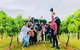 Mt Tamborine Full Day Wine Tour - thumb 4