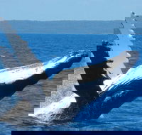 Mooloolaba Whale Watching Tour - Attractions Brisbane