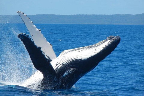 Mooloolaba Whale Watching Tour - Attractions Brisbane 0