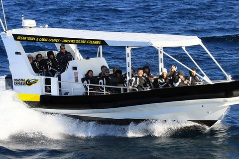 Mooloolaba Whale Watching Tour - Attractions Brisbane 1