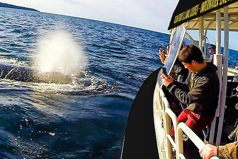 Mooloolaba Whale Watching Tour - Attractions Brisbane 2
