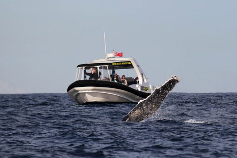 Mooloolaba Whale Watching Tour - Attractions Brisbane 3