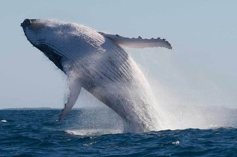 Mooloolaba Whale Watching Tour - Attractions Brisbane 4