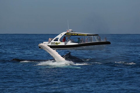 Mooloolaba Whale Watching Tour - Attractions Brisbane 5