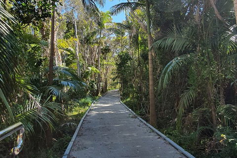 Half Day Guided Small Group Walk - Attractions Brisbane 3