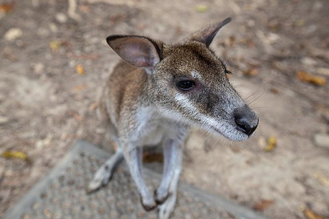 2 Day Daintree Rainforest, Cape Tribulation And Outback Chillagoe Tour - Attractions Brisbane 4