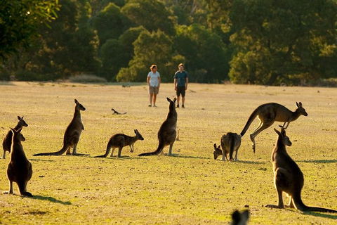 Grampians National Park Small-Group Eco Tour From Melbourne - Attractions Brisbane 4
