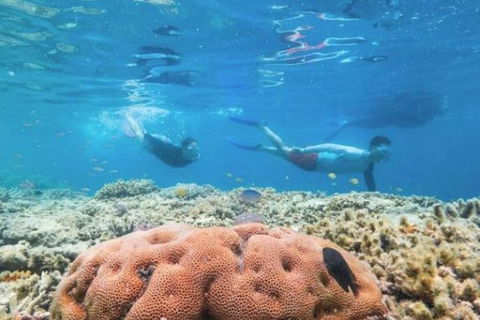 Great Barrier Reef Day Cruise To Reefworld - Attractions Brisbane 1