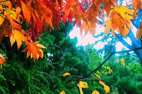 Hobart Half-Day Sightseeing Coach Tram Tour - Attractions Brisbane 4