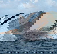 Byron Bay Whale Watching Cruise - Attractions Brisbane