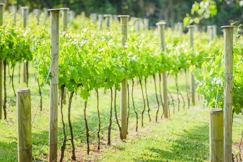 Deluxe Winery Tour To Tamborine Mountain, Includes Gourmet Two Course Lunch - Attractions Brisbane 5