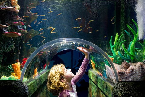 Melbourne BIG Ticket - LEGOLAND Discovery And SEA LIFE Melbourne - Attractions Brisbane 2