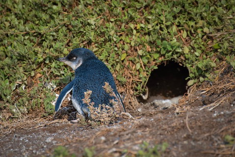 Small-Group Phillip Island Penguin Parade Day Tour From Melbourne - Attractions Brisbane 1