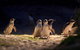 Small-Group Phillip Island Penguin Parade Day Tour From Melbourne - thumb 5