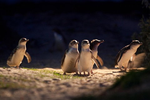 Small-Group Phillip Island Penguin Parade Day Tour From Melbourne - Attractions Brisbane 5