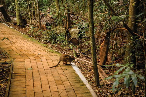 Full Day Sunshine Coast Hinterland Luxury Small Group Tour From Brisbane - Attractions Brisbane 3