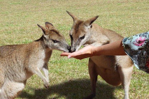 Kuranda Rainforestation & Kuranda Scenic Rail - Attractions Brisbane 4