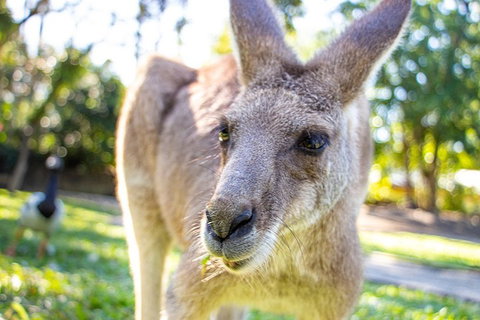 Virtual Interactive Australian Wildlife Tour With Private Guide-Wildlife Habitat - Attractions Brisbane 2