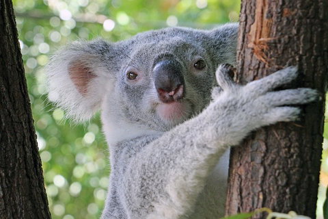 Virtual Interactive Australian Wildlife Tour With Private Guide-Wildlife Habitat - Attractions Brisbane 3