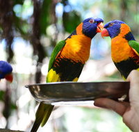 Wildlife Habitat Port Douglas - Attractions Brisbane