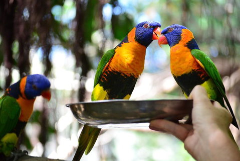 Wildlife Habitat Port Douglas - Attractions Brisbane 0