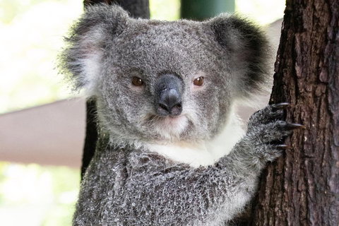 Wildlife Habitat Port Douglas - Attractions Brisbane 1