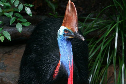 Wildlife Habitat Port Douglas - Attractions Brisbane 3