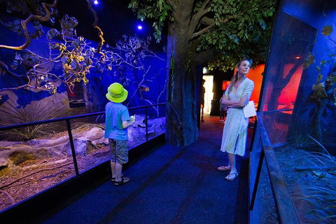 Wildlife Habitat Port Douglas - Attractions Brisbane 4