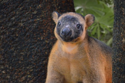 Wildlife Habitat Port Douglas - Attractions Brisbane 5
