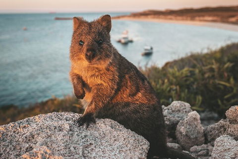 Rottnest Island Roundtrip Fast Ferry From Hillarys Boat Harbour - Attractions Brisbane 5