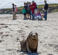 Kangaroo Island in a Day Tour from Adelaide - Attractions Brisbane