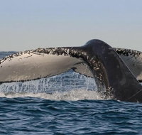 Sydney Whale-Watching Cruise Including Lunch or Breakfast - Attractions Brisbane