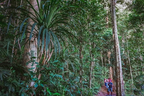 Atherton Tablelands Rain Forest By Night From Cairns - Attractions Brisbane 0