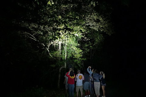 Atherton Tablelands Rain Forest By Night From Cairns - Attractions Brisbane 2