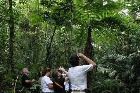 Atherton Tablelands Rain Forest By Night From Cairns - Attractions Brisbane 3