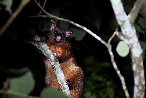 Atherton Tablelands Rain Forest By Night From Cairns - Attractions Brisbane 4
