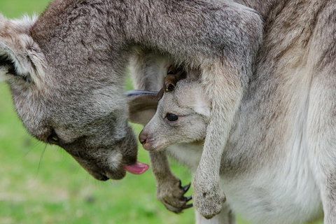 3-Day Melbourne To Adelaide Small-Group Tour Via Great Ocean Road Grampians - Attractions Brisbane 1