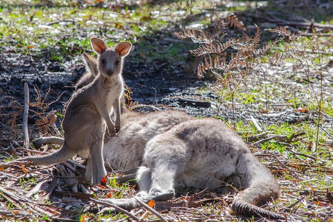 Adelaide To Melbourne 3-Day Trip Through Grampians And Great Ocean Road - Attractions Brisbane 5
