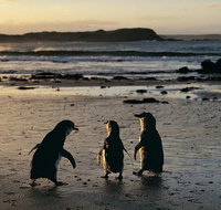 Phillip Island Penguin Parade Day Trip with Koala Conservation Reserve Visit - Attractions Brisbane