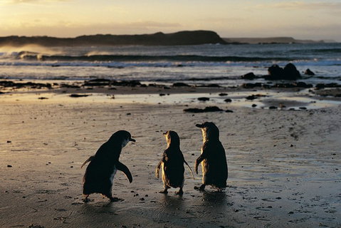 Phillip Island Penguin Parade Day Trip With Koala Conservation Reserve Visit - Attractions Brisbane 0