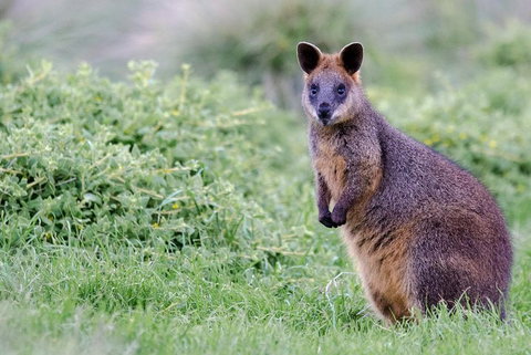 Phillip Island Penguin Parade Day Trip With Koala Conservation Reserve Visit - Attractions Brisbane 1