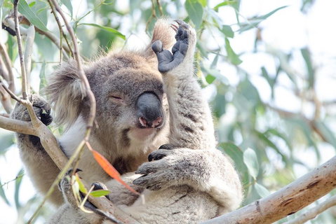 Phillip Island Penguin Parade Day Trip With Koala Conservation Reserve Visit - Attractions Brisbane 2