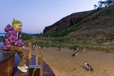 Phillip Island Penguin Parade Day Trip With Koala Conservation Reserve Visit - Attractions Brisbane 3