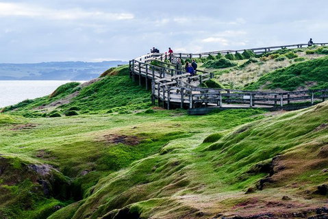 Phillip Island Penguin Parade Day Trip With Koala Conservation Reserve Visit - Attractions Brisbane 4