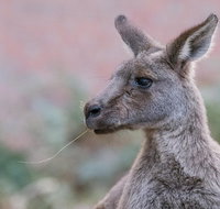 Grampians National Park with Kangaroos and MacKenzie Falls from Melbourne - Attractions Brisbane