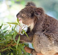 Blue Mountains Private Tour with Kangaroos  Koala Encounter - Attractions Brisbane