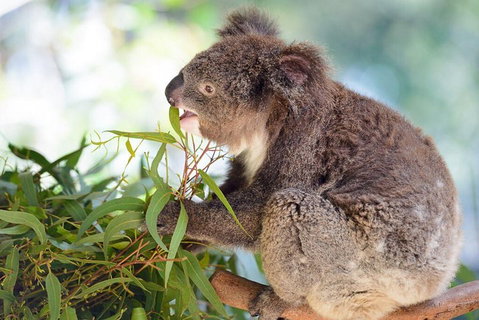 Blue Mountains Private Tour With Kangaroos & Koala Encounter - Attractions Brisbane 0